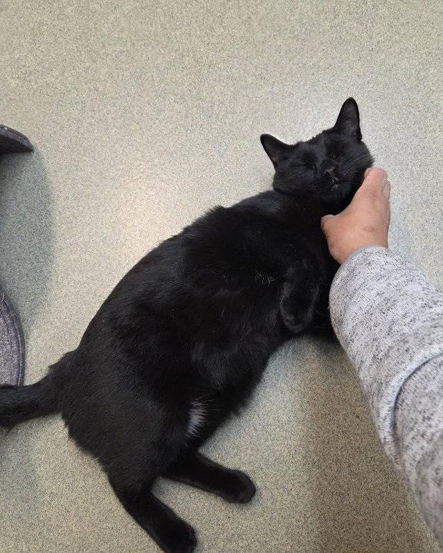Baby Panthers, a ADOPTABLE Domestic Short Hair in Bloomfield, NJ image 5/5