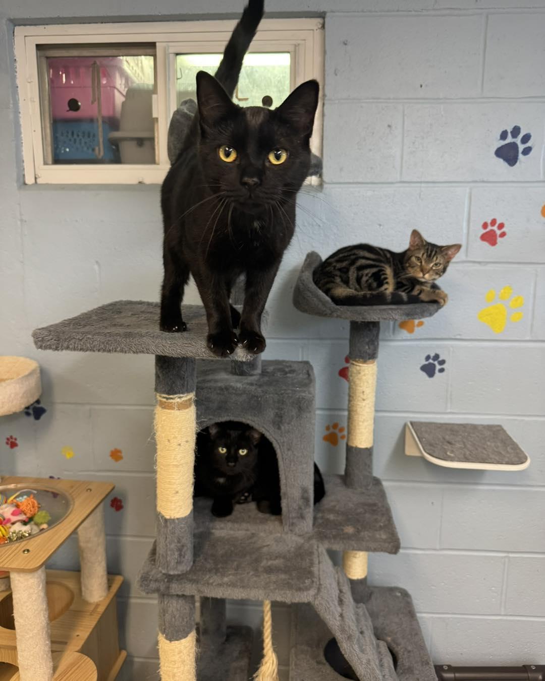 Baby Panthers, a ADOPTABLE Domestic Short Hair in Bloomfield, NJ image 2/5