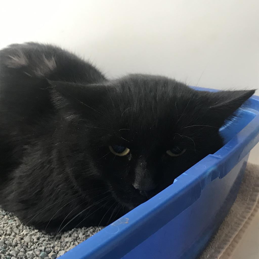 Colby #20-213, Adoptable, Senior Male Domestic Short Hair.