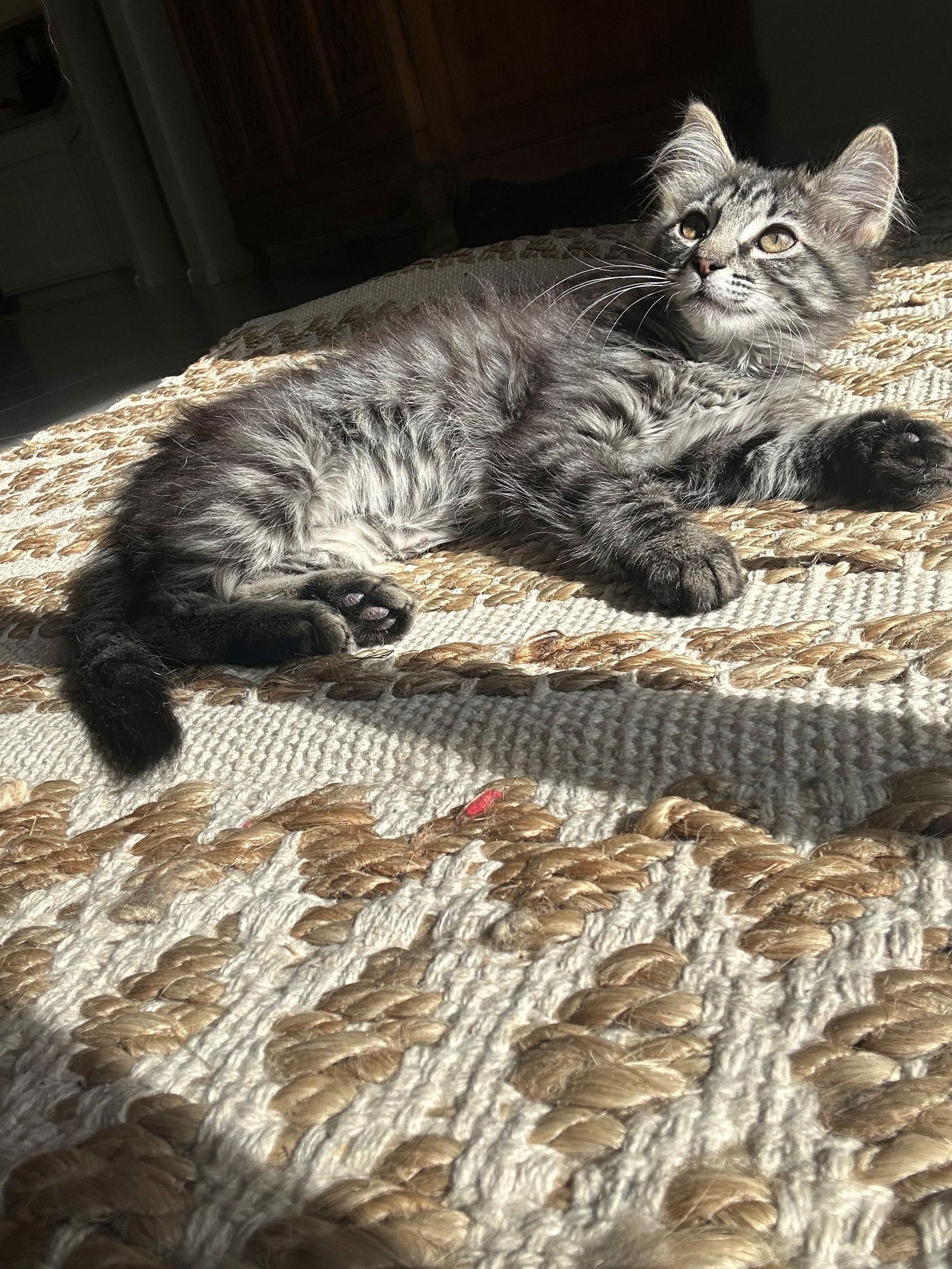 Enlarge Diana, a Adoptable Domestic Medium Hair in Scottsdale, AZ image 1/1