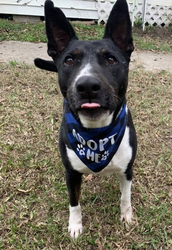 Enlarge Gonzo, a Adoptable mixed breed in Denver, CO image 2/5
