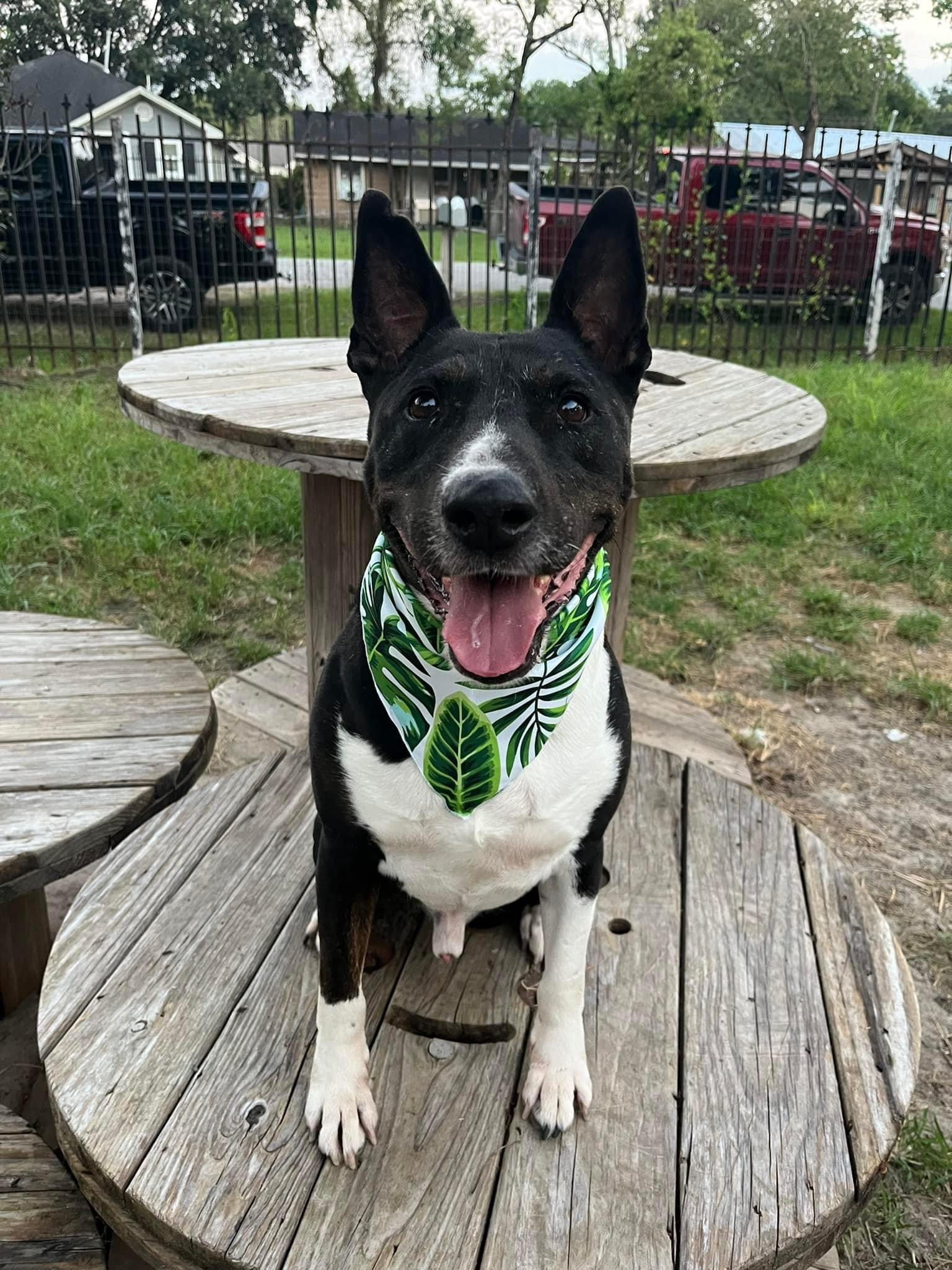 Enlarge Gonzo, a Adoptable mixed breed in Denver, CO image 1/5