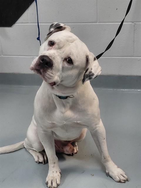 JEFF, Adoptable, Adult Male Pit Bull Terrier & Mixed Breed.