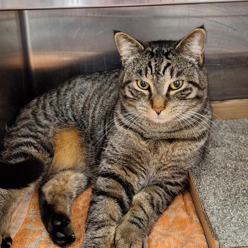 Yarisay, Adoptable, Adult Female Domestic Short Hair.