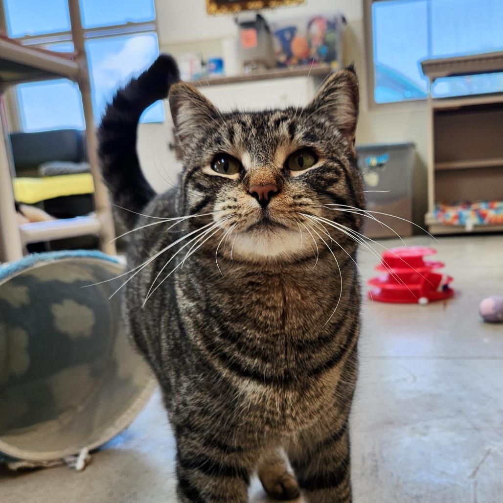 Enlarge Yarisay, a Adoptable Domestic Short Hair in Delaware, OH image 2/6