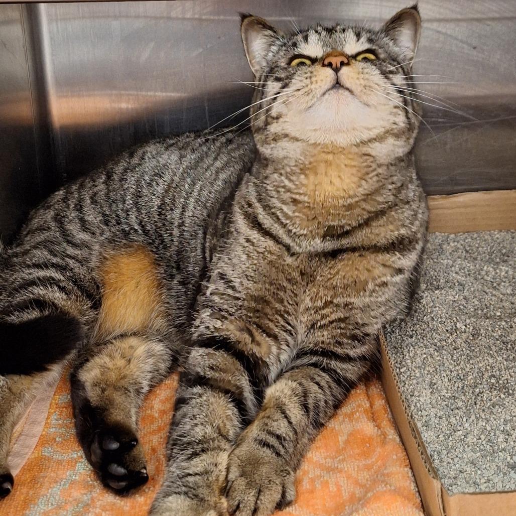 Enlarge Yarisay, a Adoptable Domestic Short Hair in Delaware, OH image 3/6