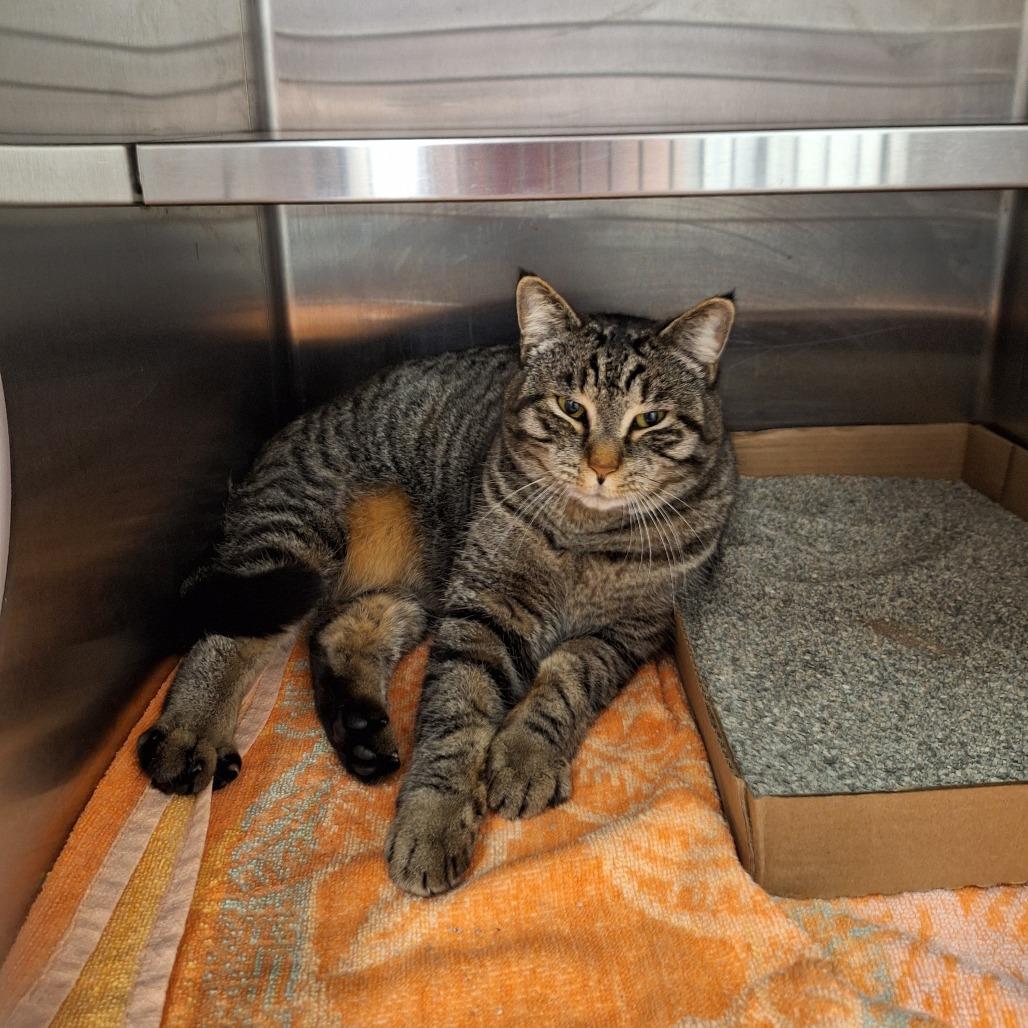 Enlarge Yarisay, a Adoptable Domestic Short Hair in Delaware, OH image 4/6