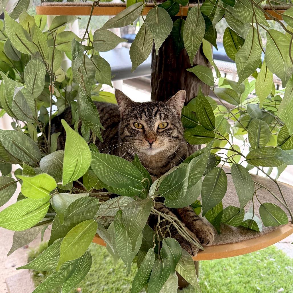 Enlarge Yarisay, a Adoptable Domestic Short Hair in Delaware, OH image 5/6