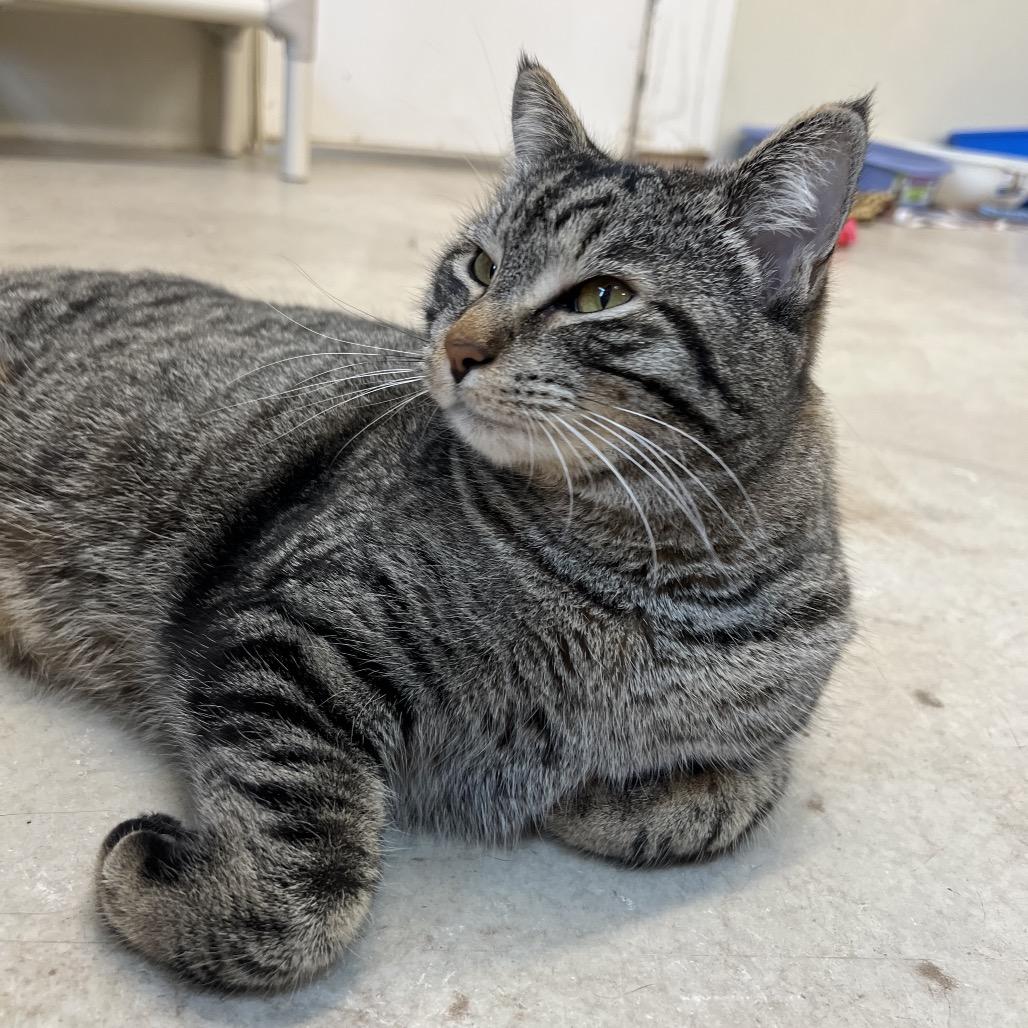 Enlarge Yarisay, a Adoptable Domestic Short Hair in Delaware, OH image 6/6