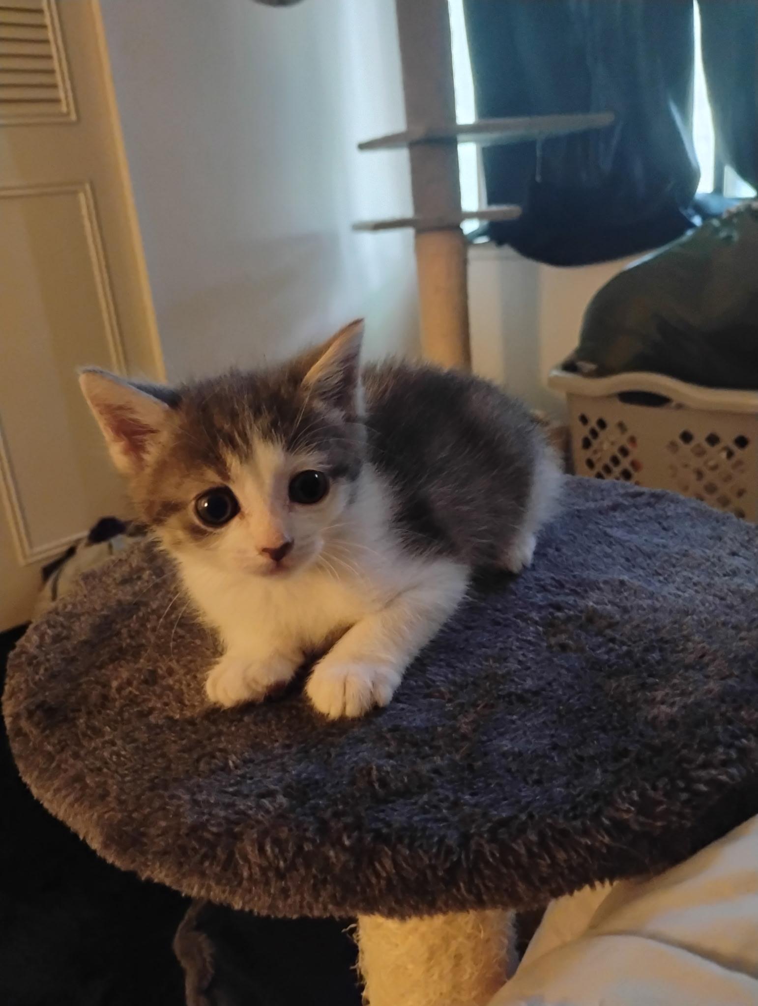 Enlarge Nugget, an adopted Domestic Medium Hair in Milford, MI image 1/1