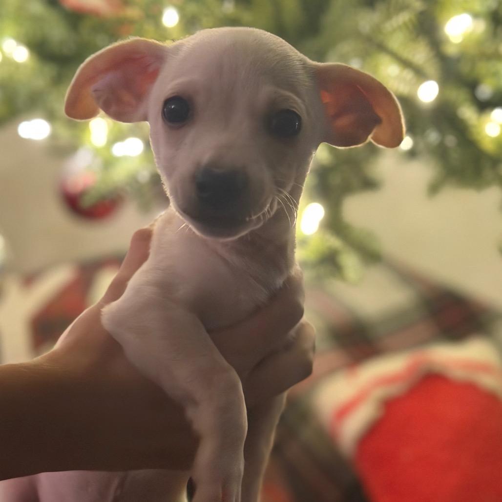 Andre the Giant, Adoptable, Puppy Male Chihuahua.