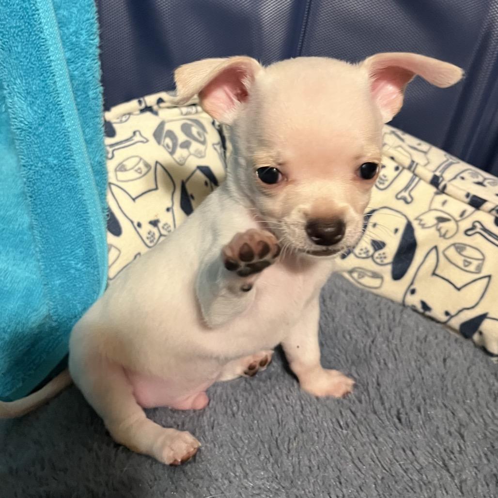 Andre the Giant, Adoptable, Puppy Male Chihuahua.
