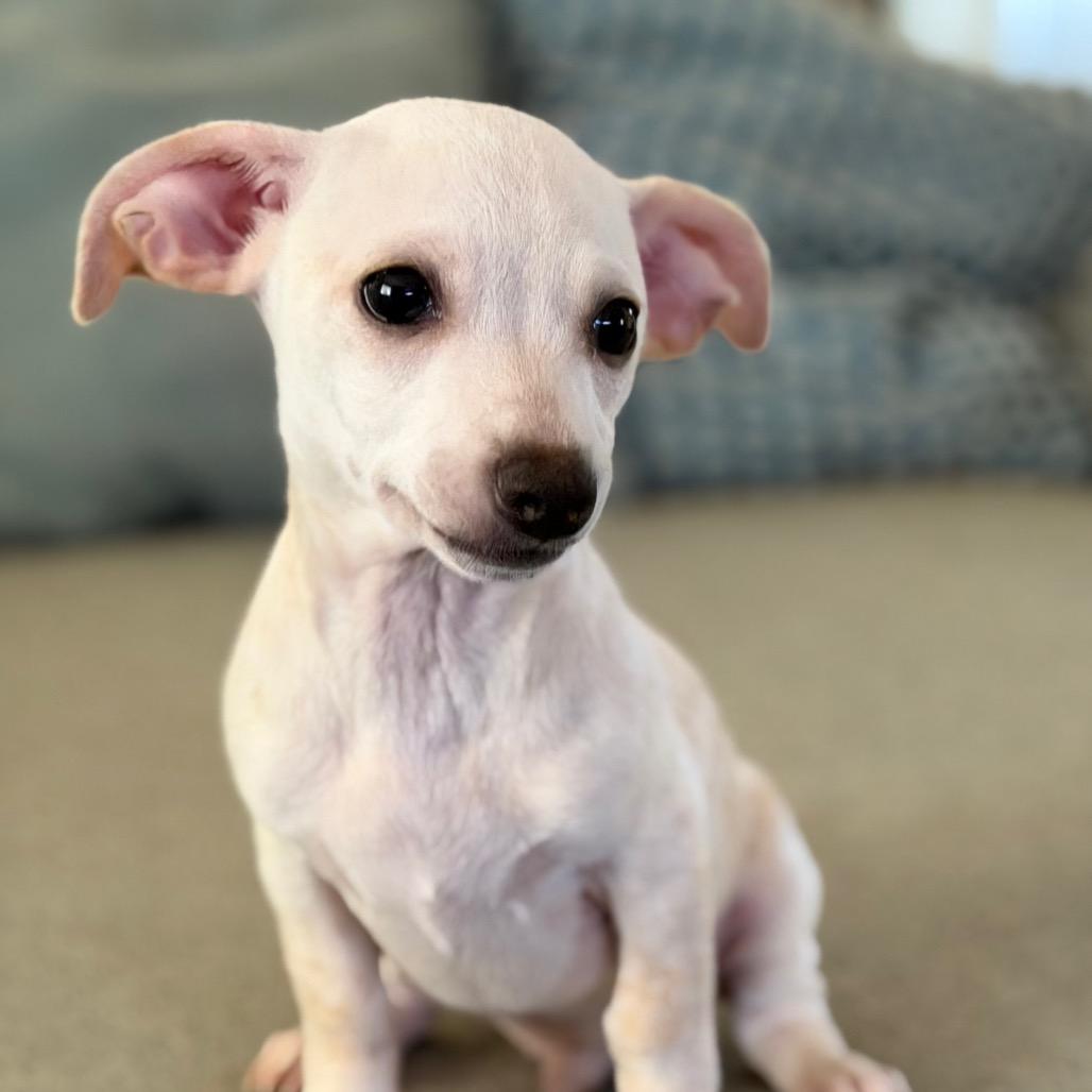 Enlarge Andre the Giant, a Adoptable mixed breed in Las Vegas, NV image 3/3