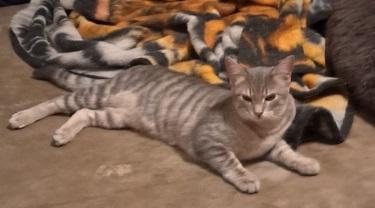 Enlarge Little Girl, a Adoptable American Shorthair in White Settlement, TX image 1/1