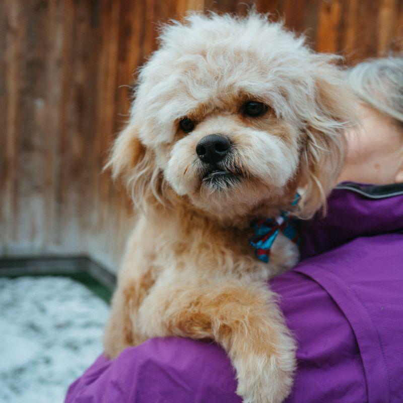 Enlarge Randy, a ADOPTABLE mixed breed in Jackson, WY image 1/3