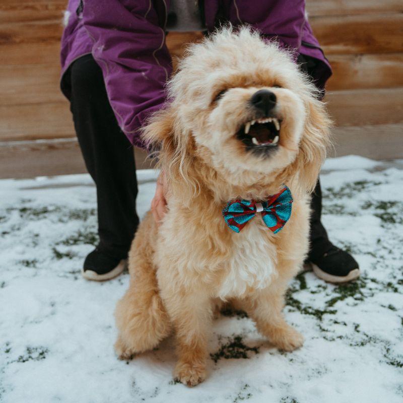 Enlarge Randy, a ADOPTABLE mixed breed in Jackson, WY image 3/3