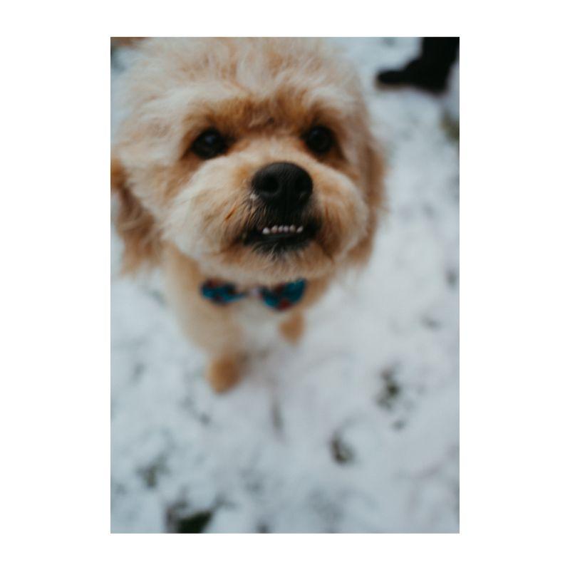 Enlarge Randy, a ADOPTABLE mixed breed in Jackson, WY image 2/3