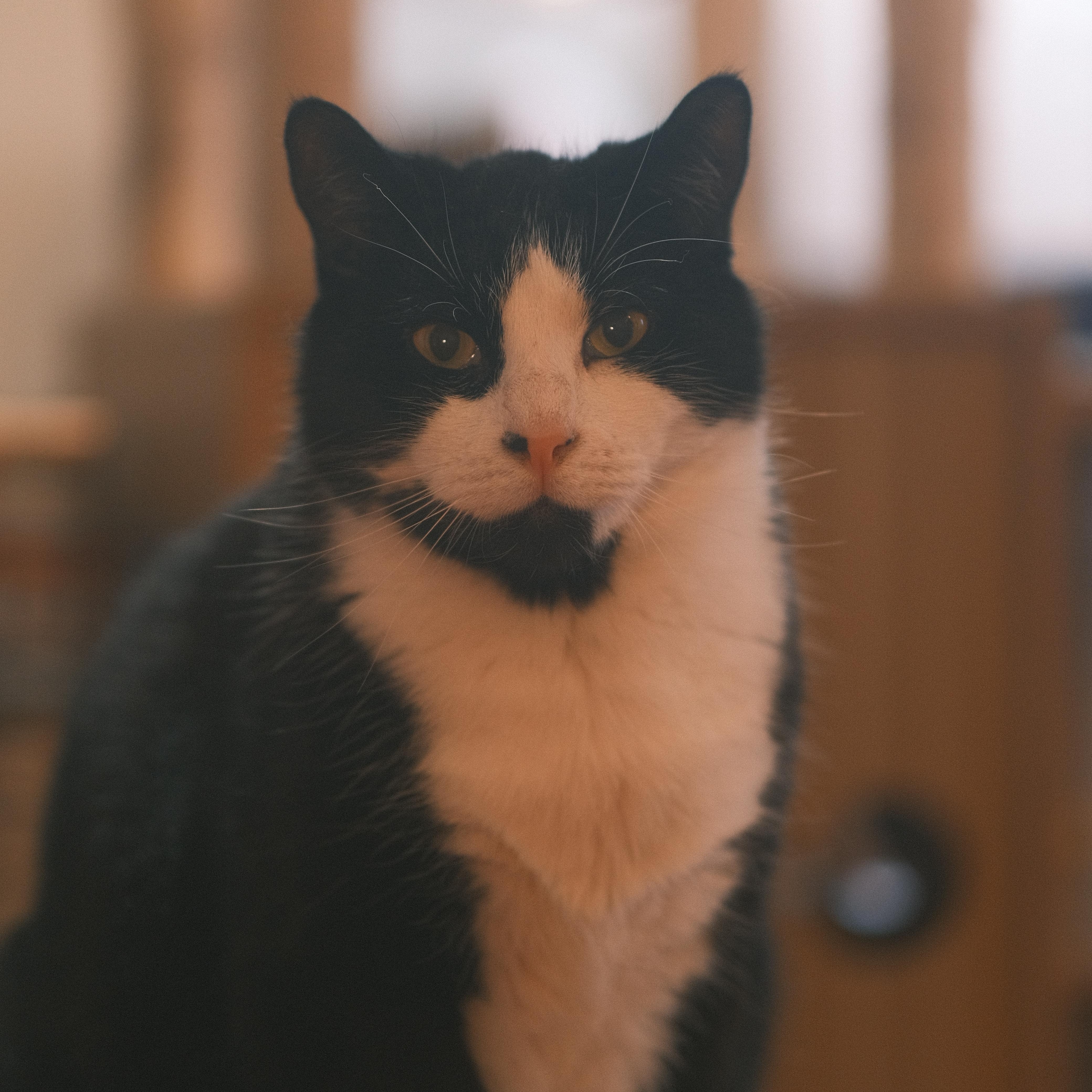 Enlarge Mao Mao, a Adoptable mixed breed in Flushing, NY image 1/6