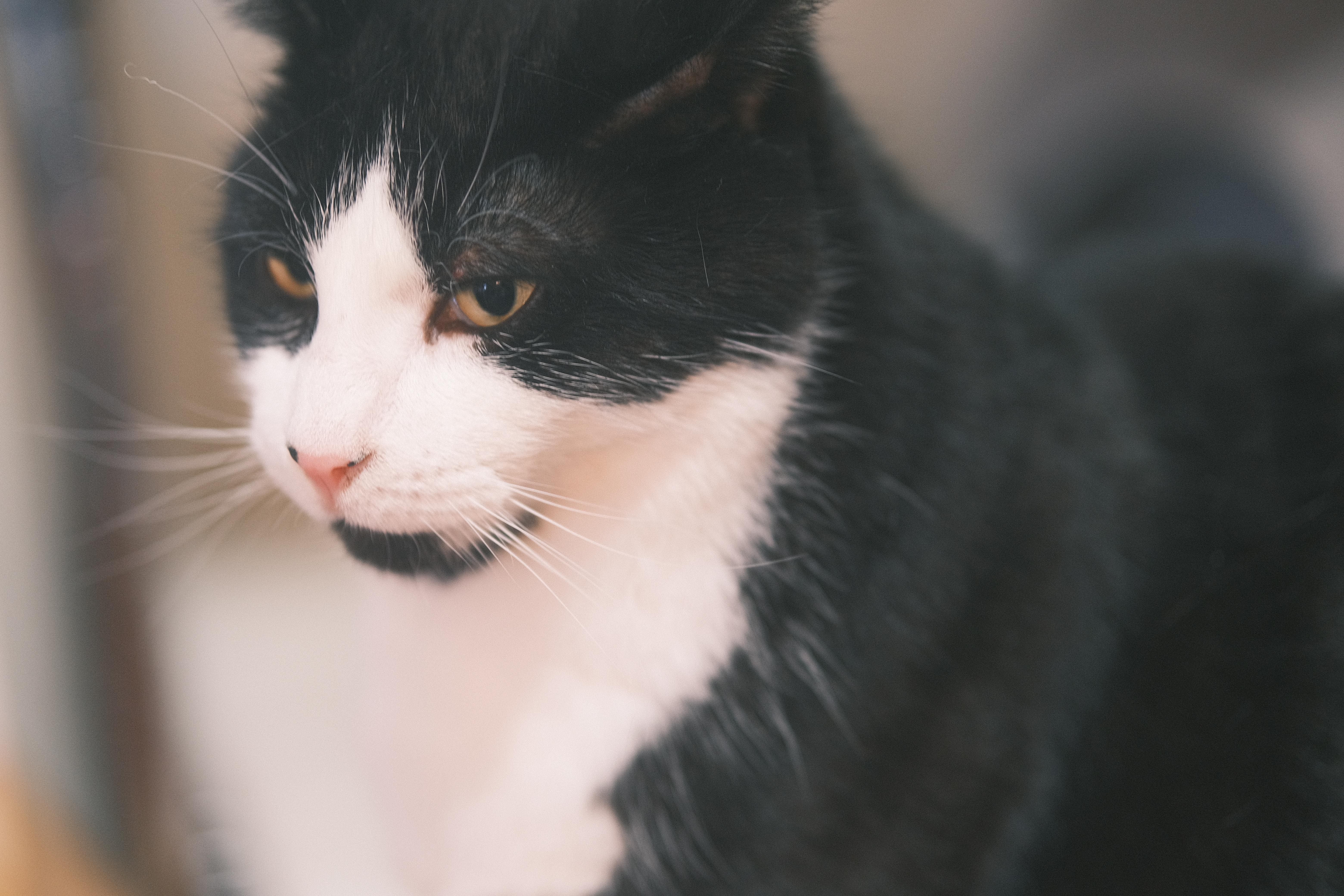 Mao Mao, Adoptable, Adult Male Tuxedo & Domestic Medium Hair.