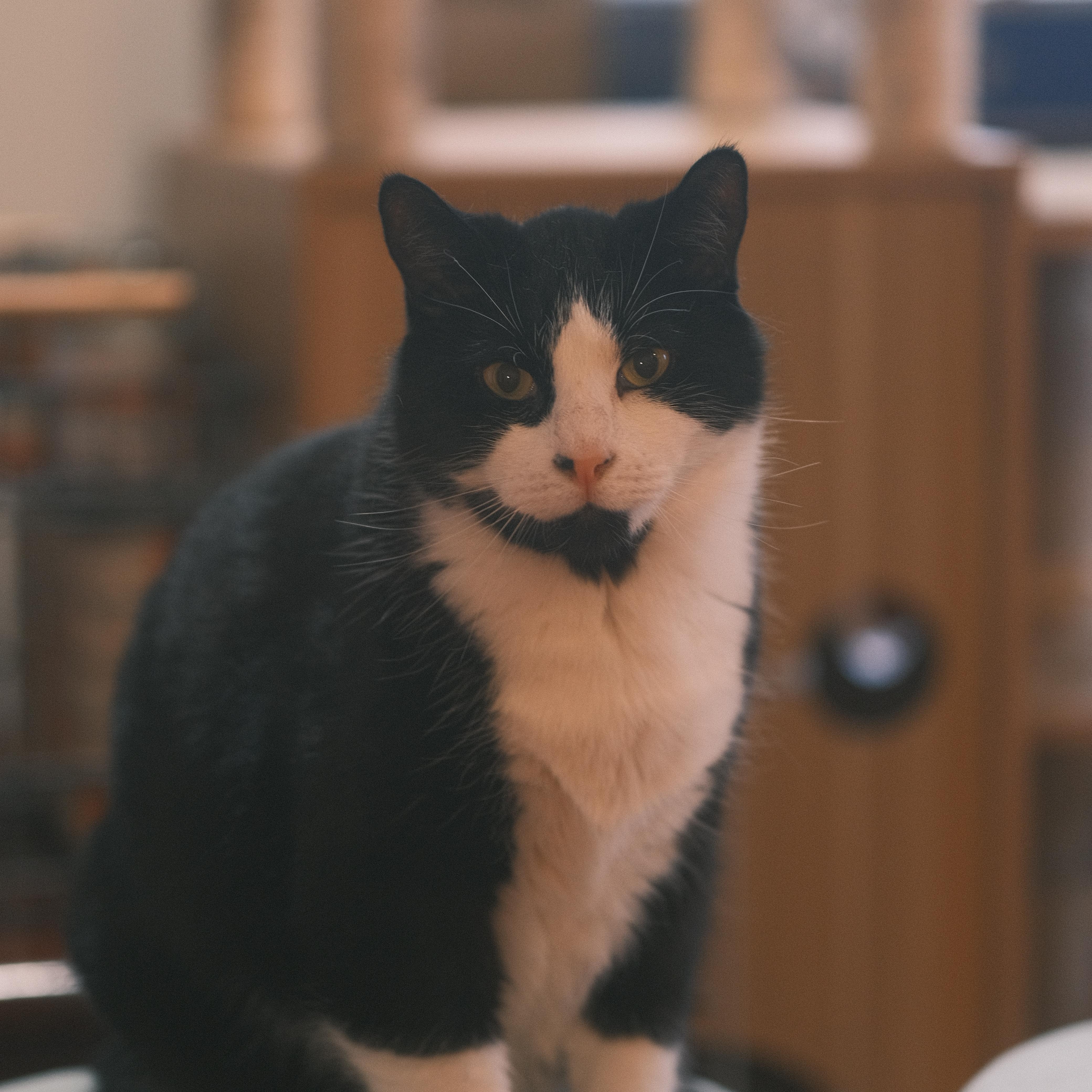 Enlarge Mao Mao, a Adoptable mixed breed in Flushing, NY image 3/6