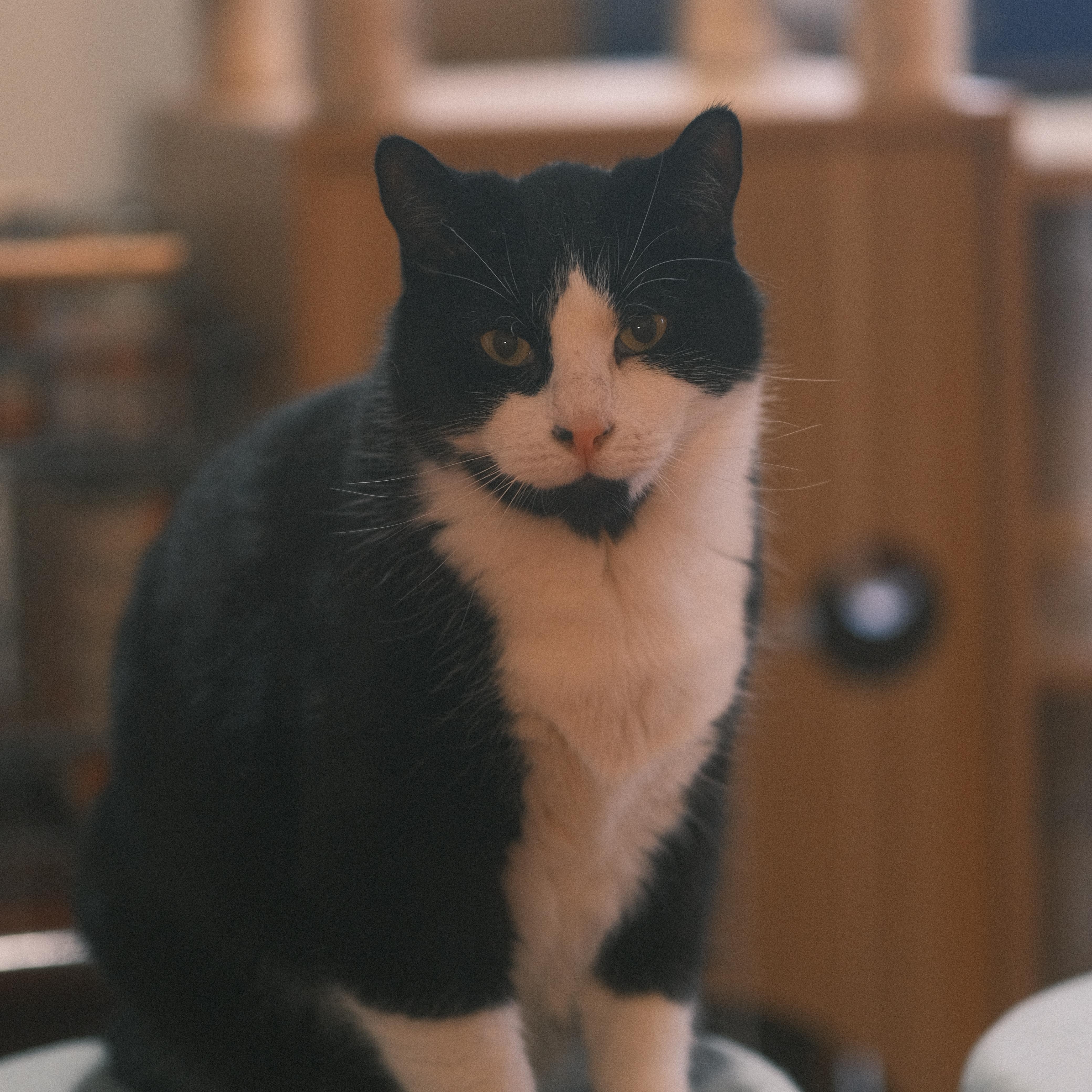 Enlarge Mao Mao, a Adoptable mixed breed in Flushing, NY image 4/6