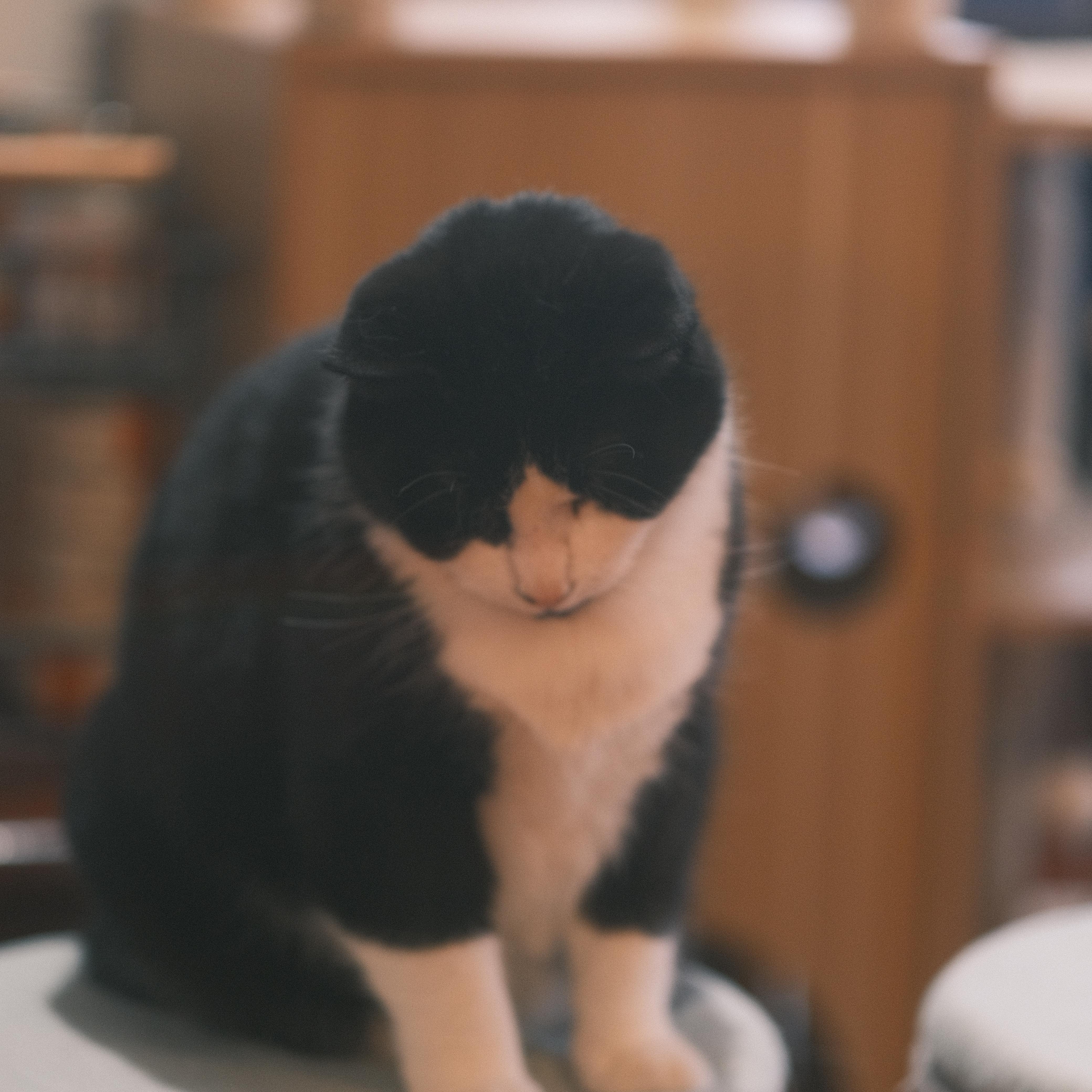 Enlarge Mao Mao, a Adoptable mixed breed in Flushing, NY image 5/6