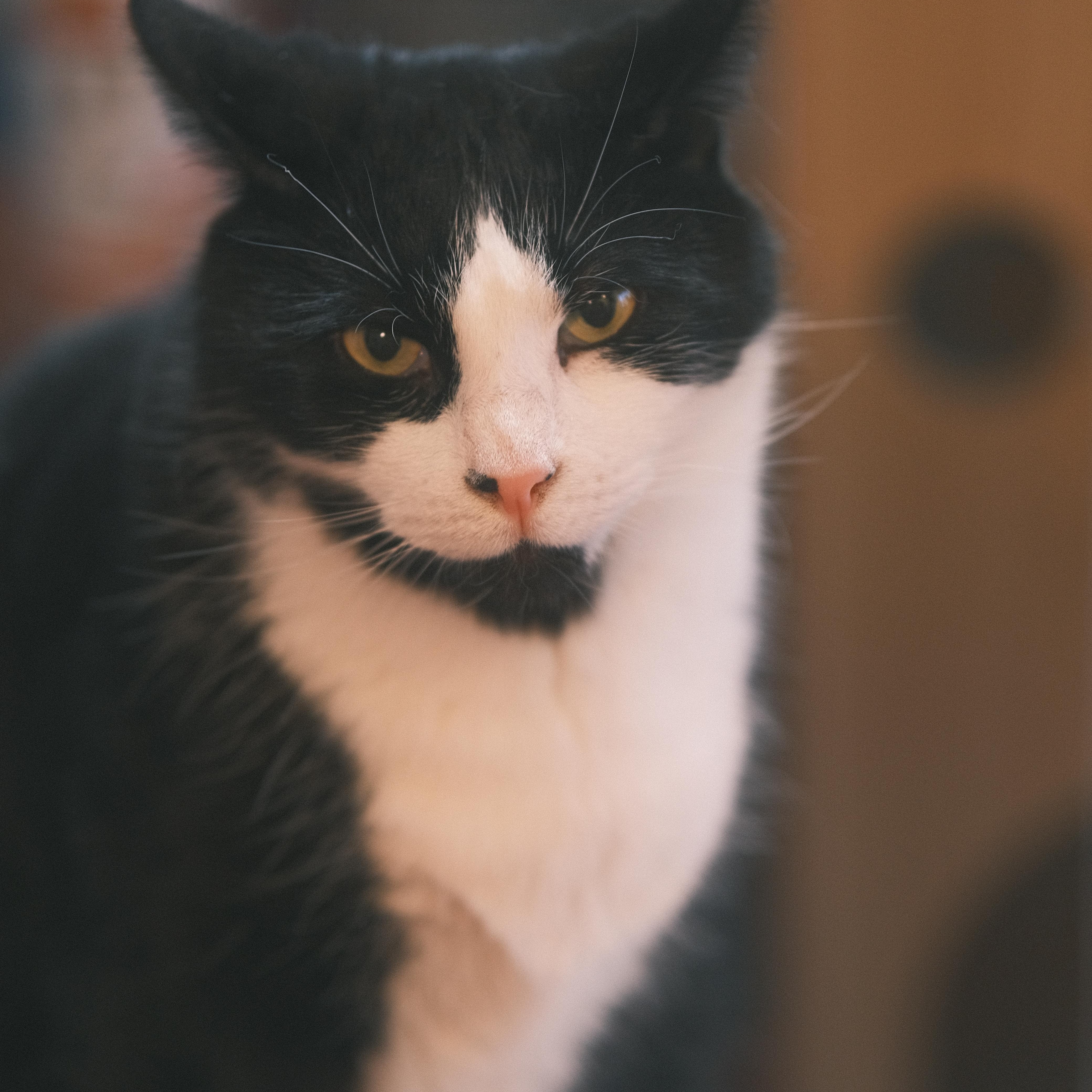 Enlarge Mao Mao, a Adoptable mixed breed in Flushing, NY image 6/6