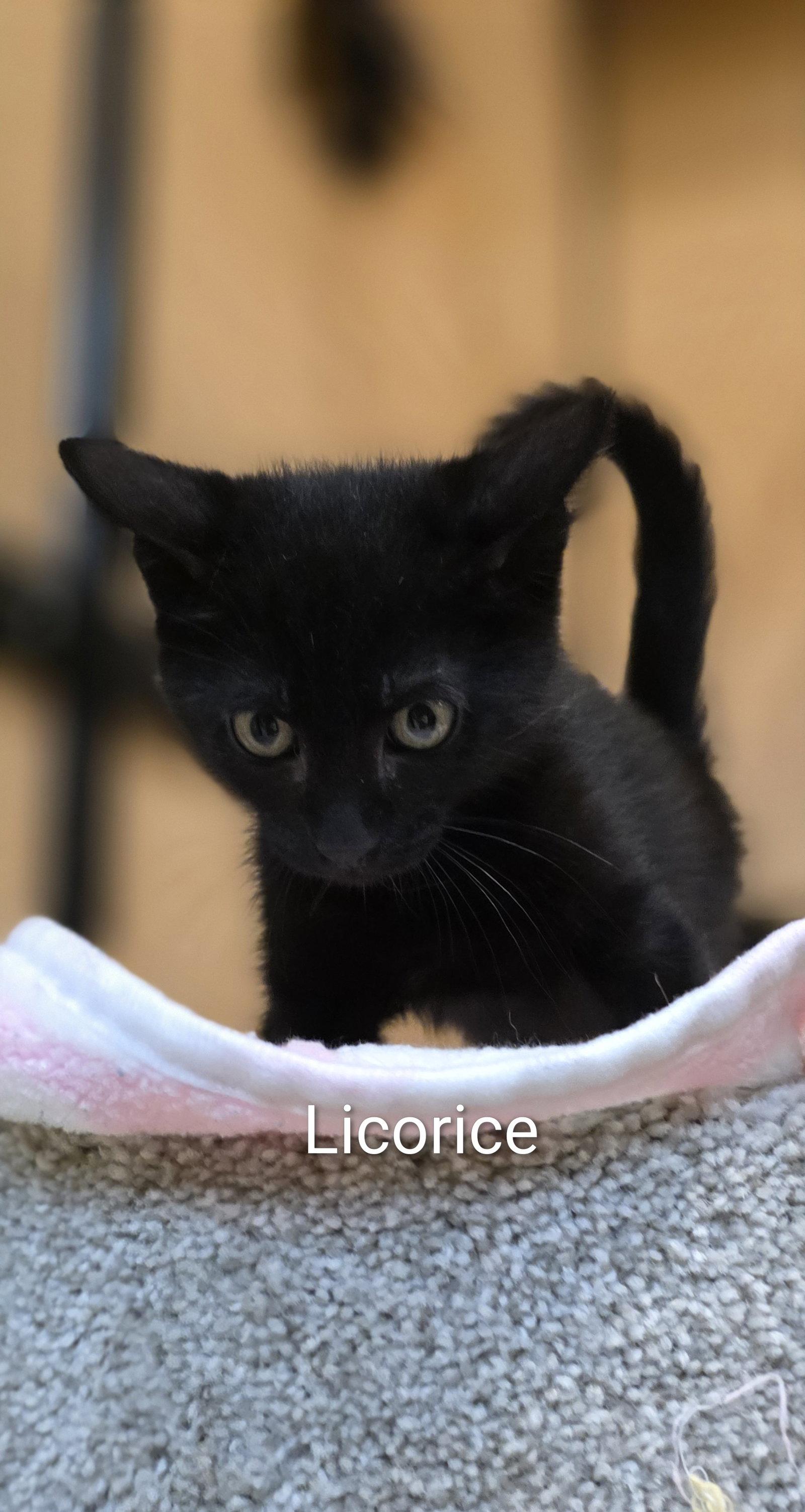 Enlarge Licorice, a Adoptable Domestic Short Hair in Rowlett, TX image 1/1