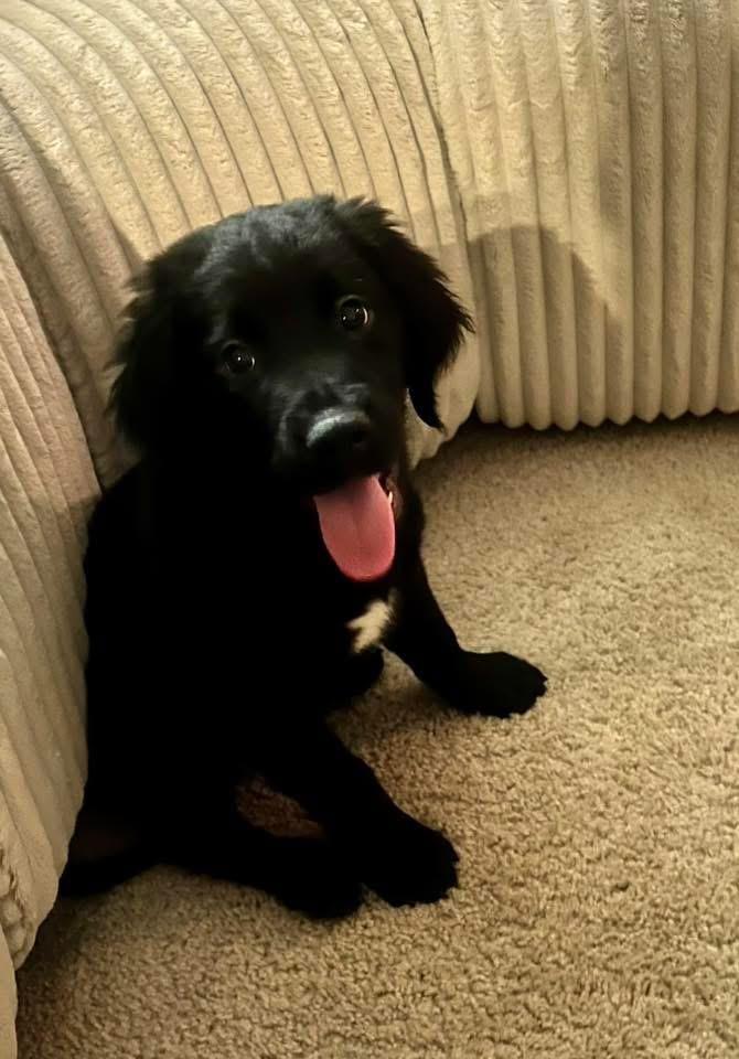 Fred, ADOPTABLE, Puppy Male Labrador Retriever.