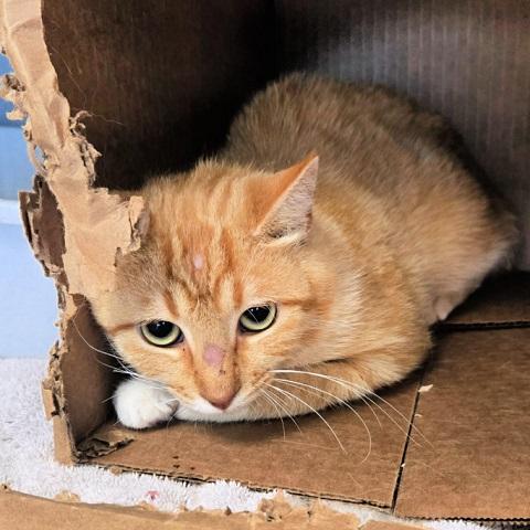James, an adoptable Tabby in Salt Lake City, UT, 84109 | Photo Image 1