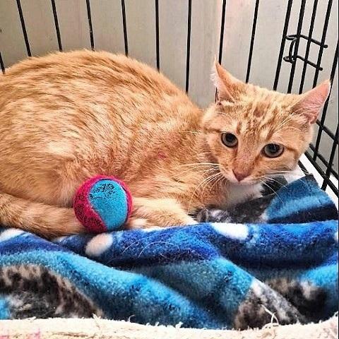 James, an adoptable Tabby in Salt Lake City, UT, 84109 | Photo Image 2