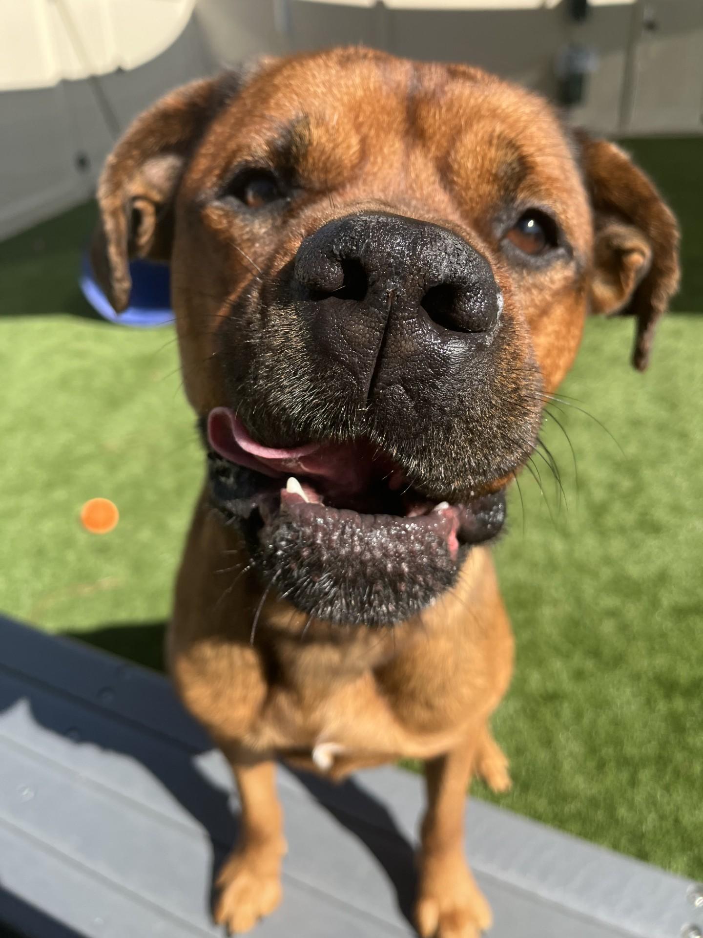 Felix, a Adoptable mixed breed in Ponte Vedra, FL image 6/6
