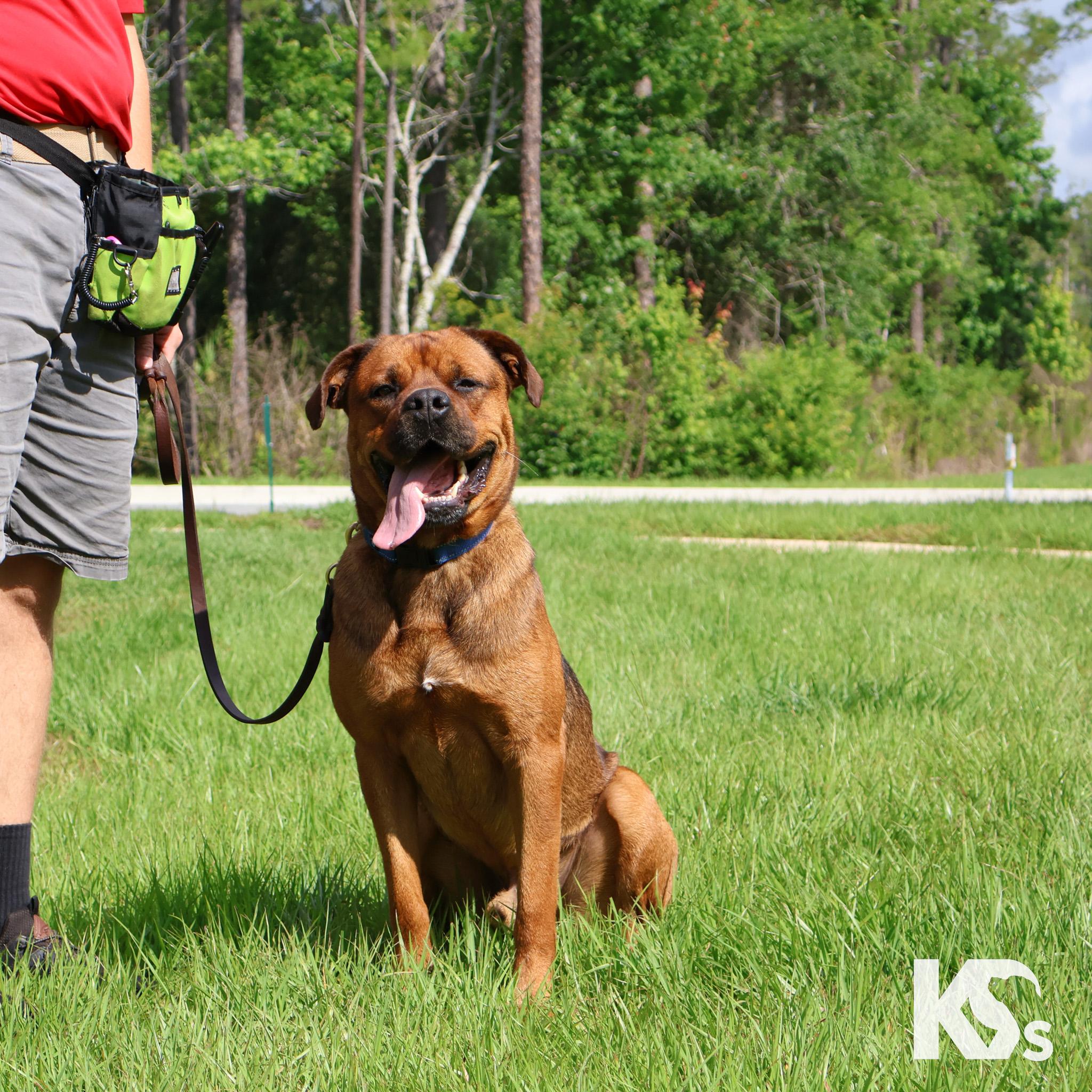 Felix, a Adoptable mixed breed in Ponte Vedra, FL image 2/6