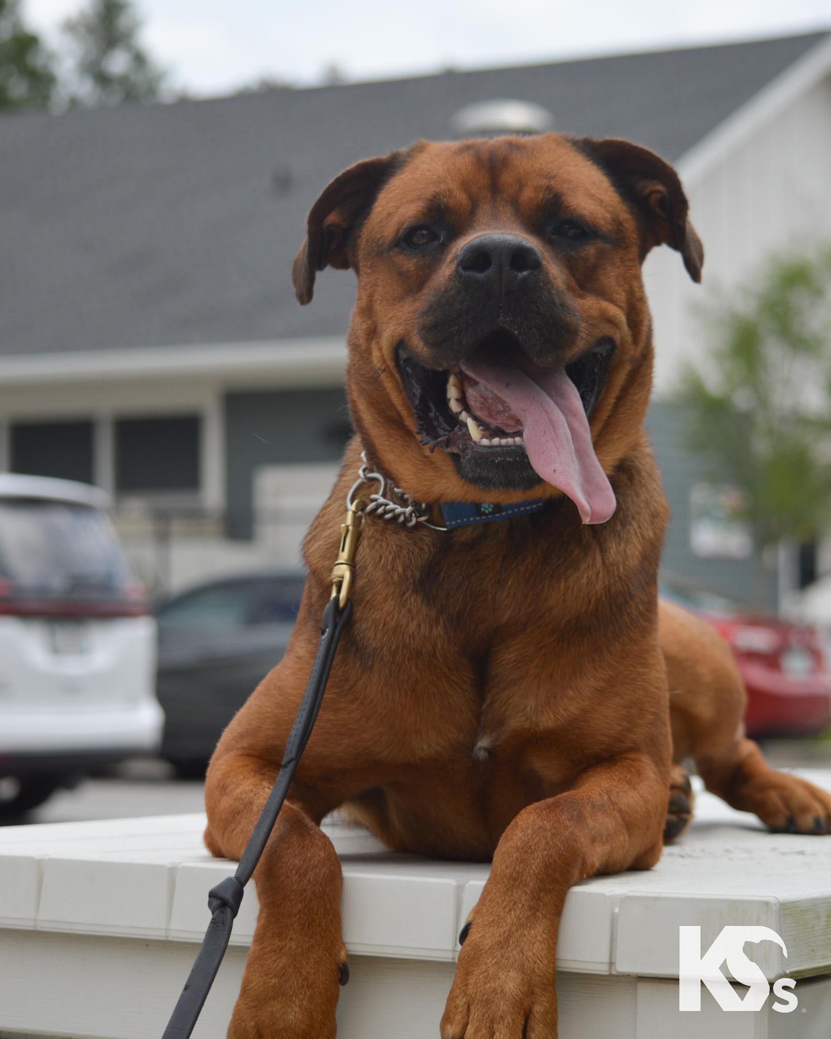 Felix, a Adoptable mixed breed in Ponte Vedra, FL image 1/6