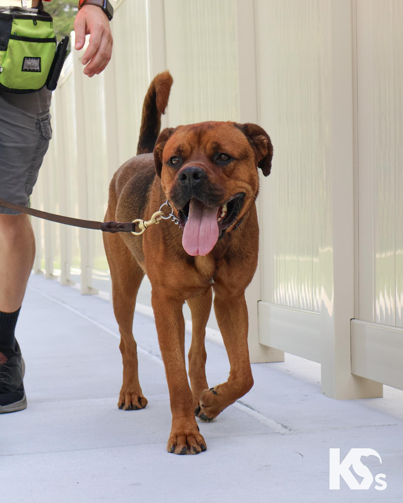 Felix, a Adoptable mixed breed in Ponte Vedra, FL image 4/6