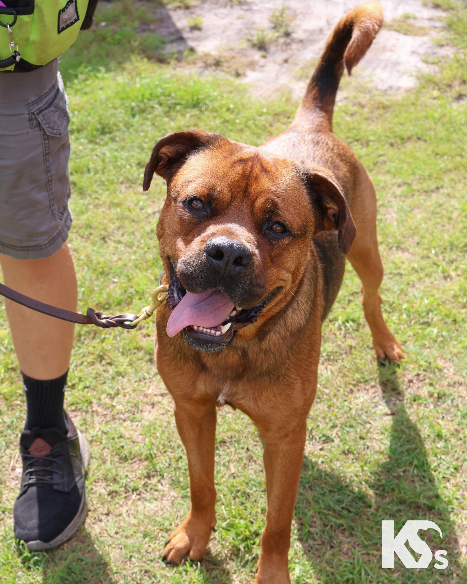Felix, a Adoptable mixed breed in Ponte Vedra, FL image 5/6