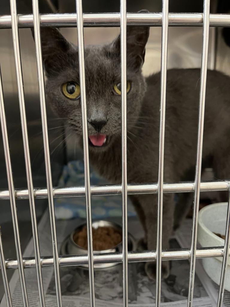 Enlarge Ash, a Adoptable mixed breed in Richland Hills, TX image 1/1