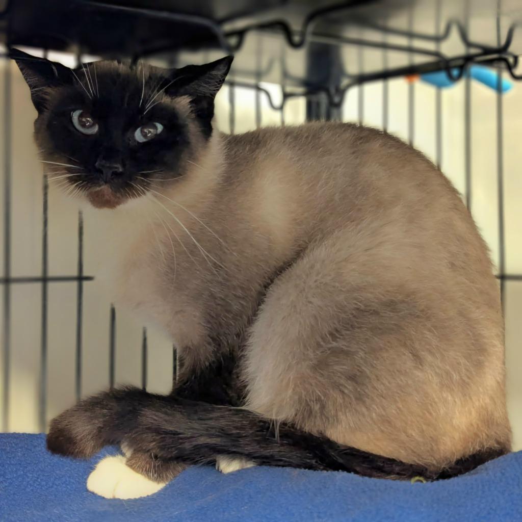 Aurora, Adoptable, Adult Female Siamese.