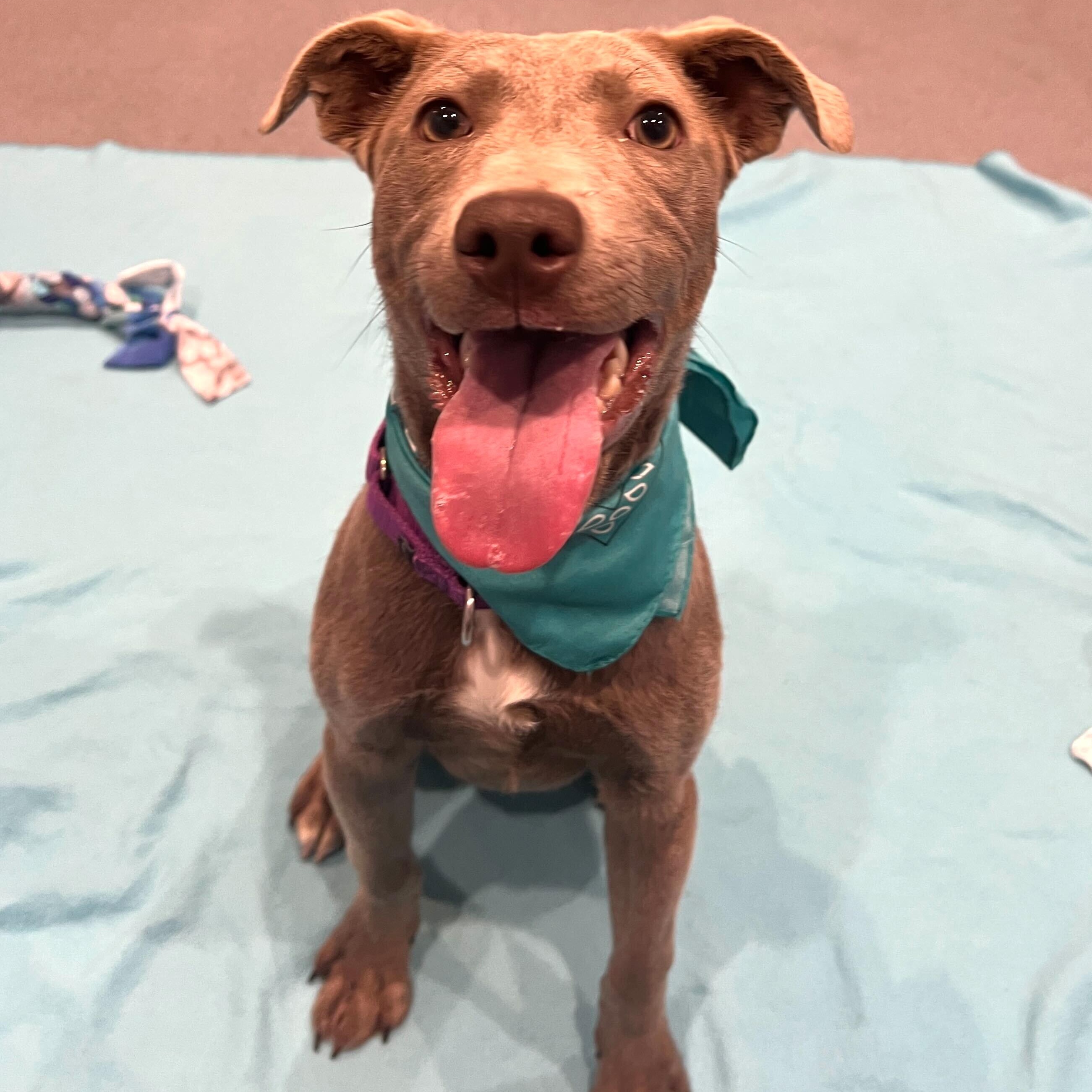 Enlarge Silas, an adoptable Mixed Breed in Canal Winchester, OH image 3/5