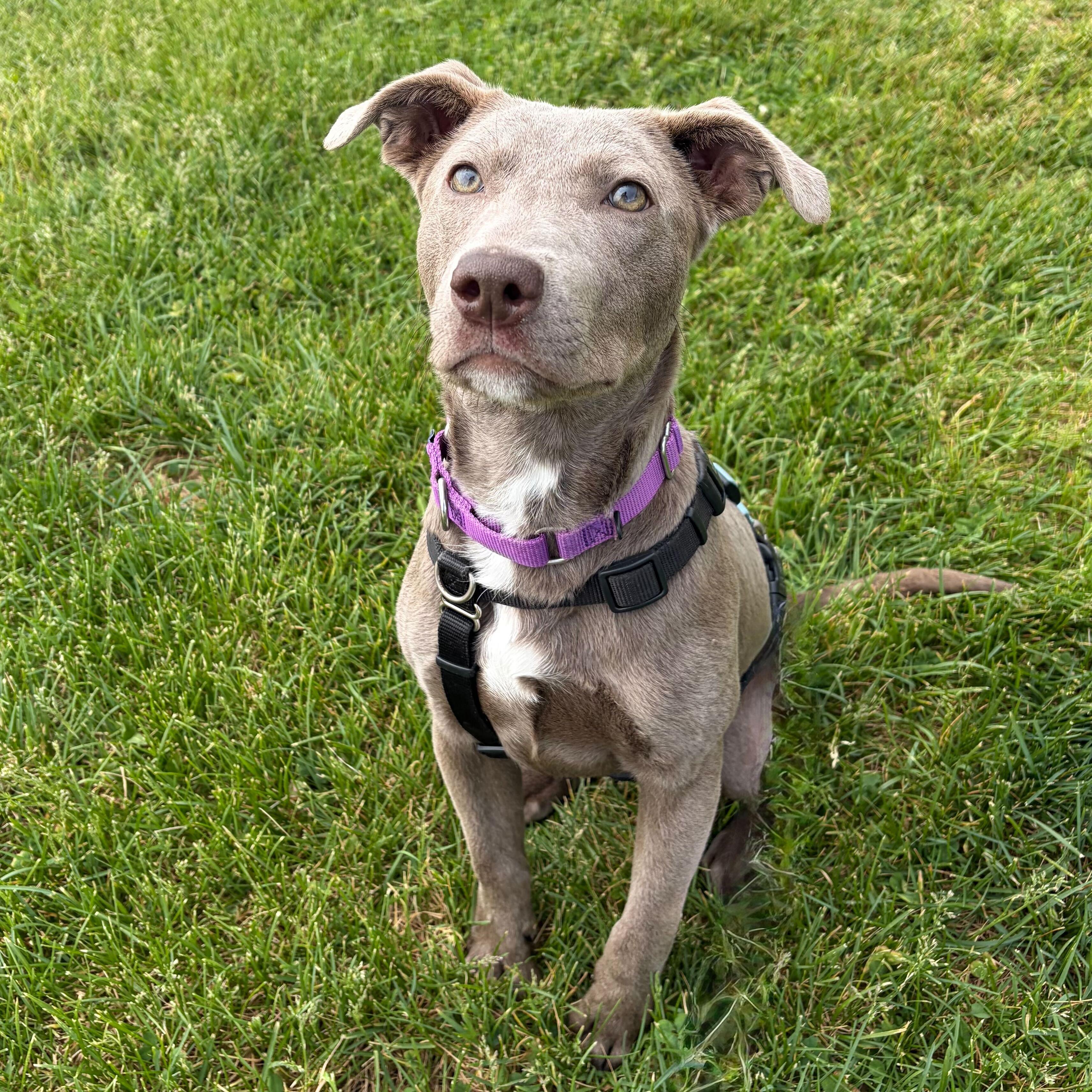 Enlarge Silas, an adoptable Mixed Breed in Canal Winchester, OH image 1/5