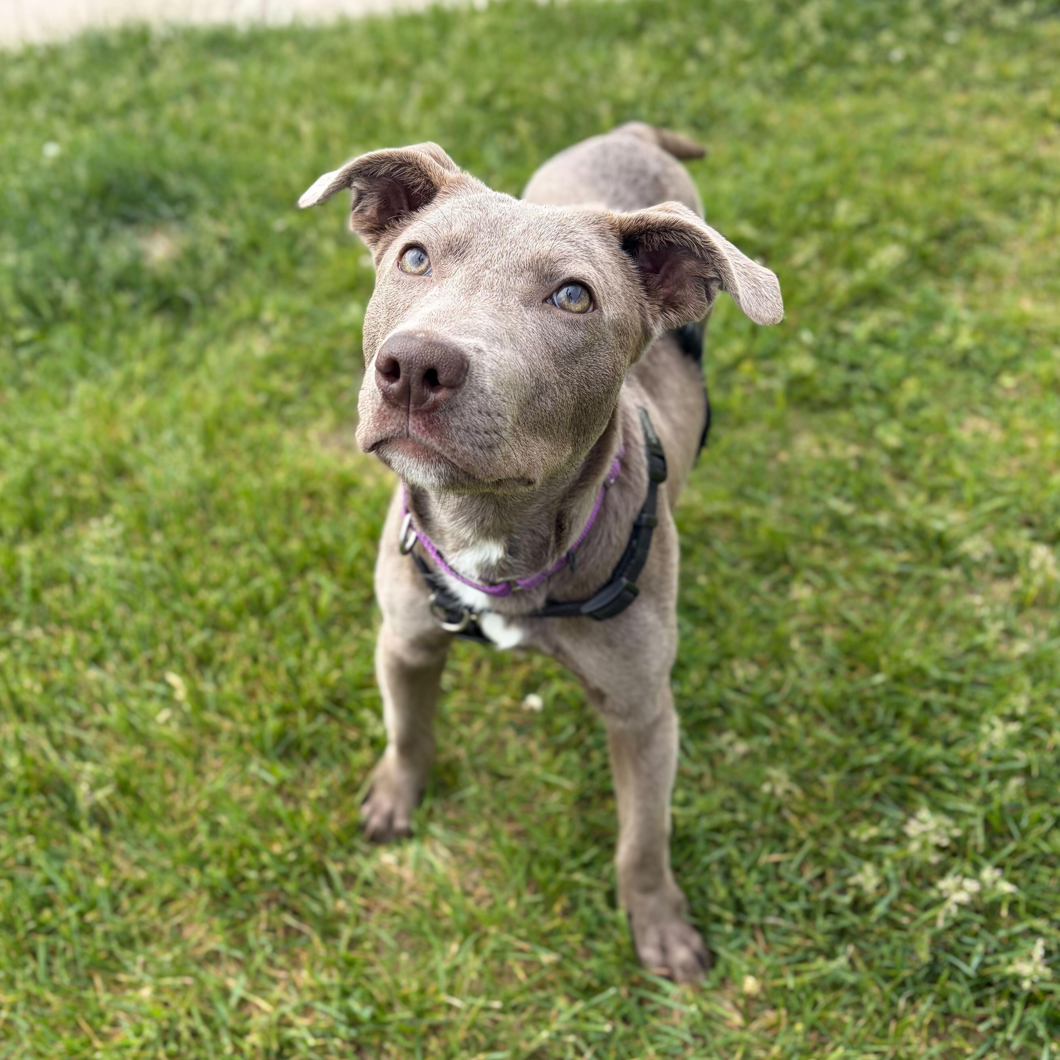 Enlarge Silas, an adoptable Mixed Breed in Canal Winchester, OH image 4/5
