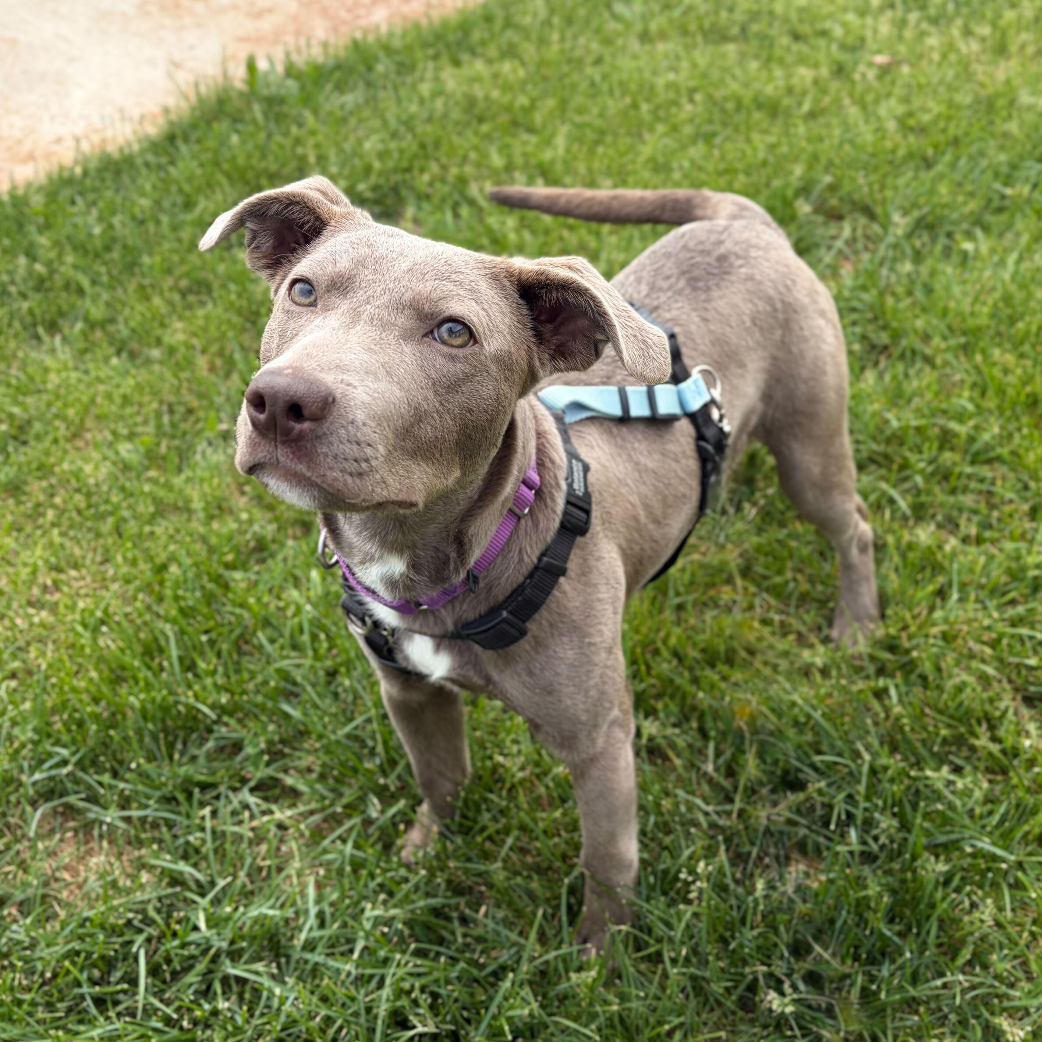 Enlarge Silas, an adoptable Mixed Breed in Canal Winchester, OH image 5/5