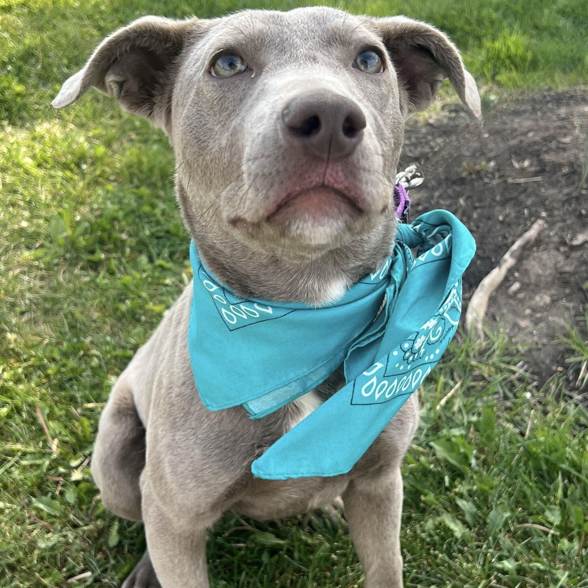 Enlarge Silas, an adoptable Mixed Breed in Canal Winchester, OH image 2/5