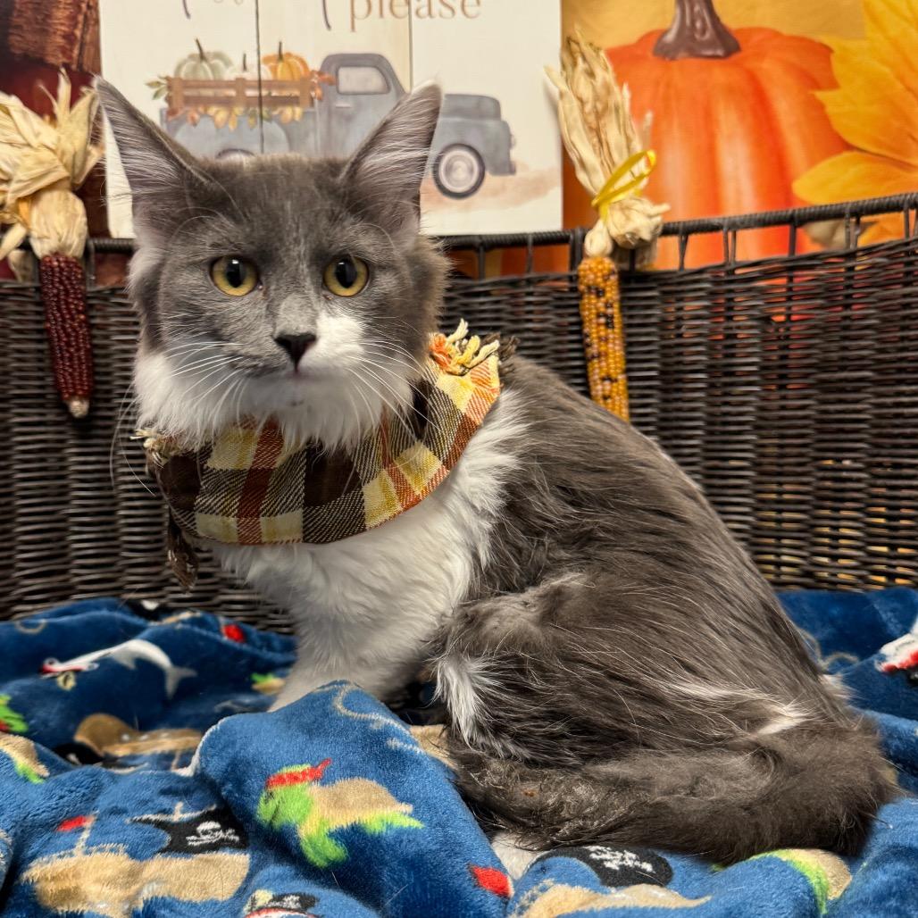 Molly, Adoptable, Young Female Domestic Medium Hair.