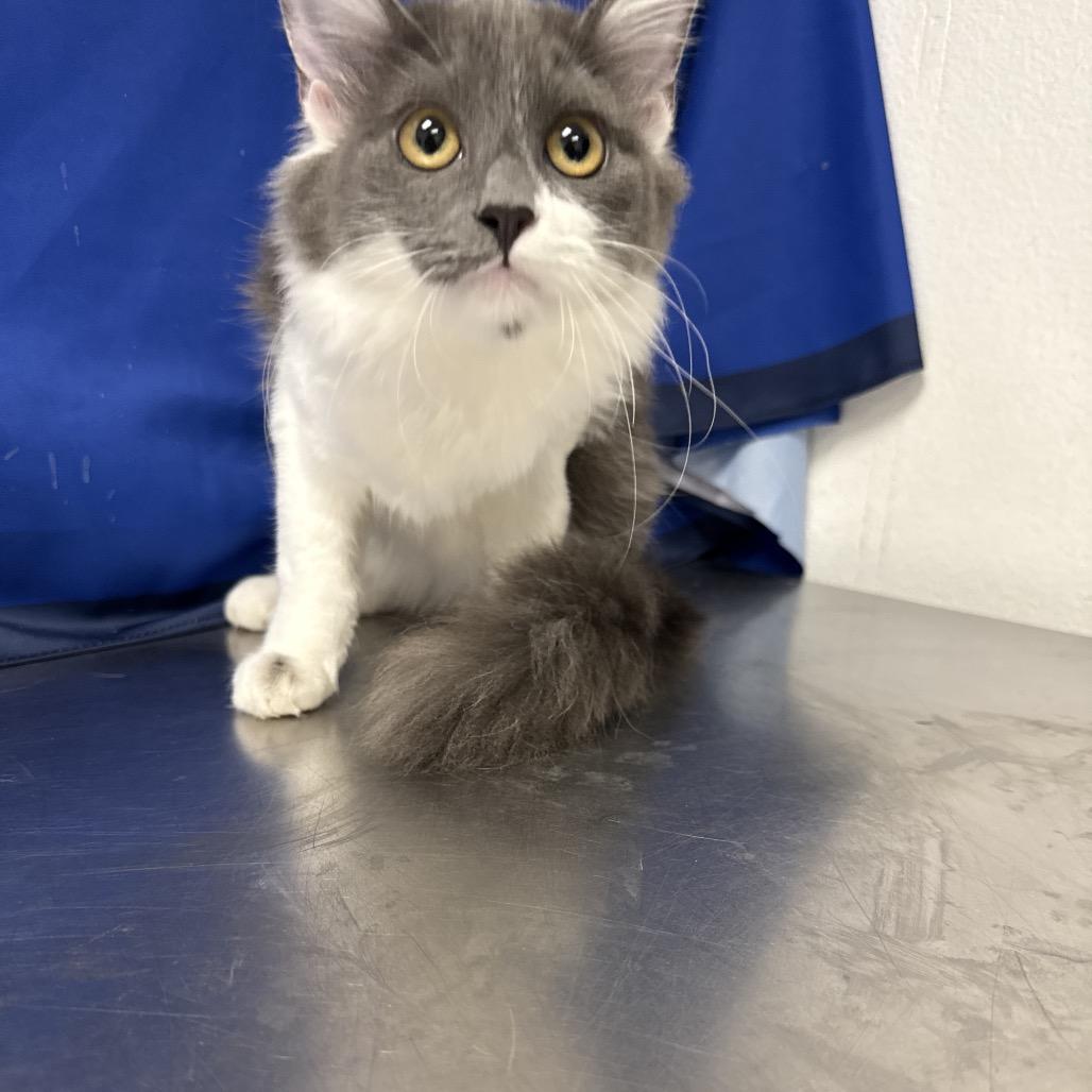 Molly, a Adoptable Domestic Medium Hair in Henderson, NV image 2/2