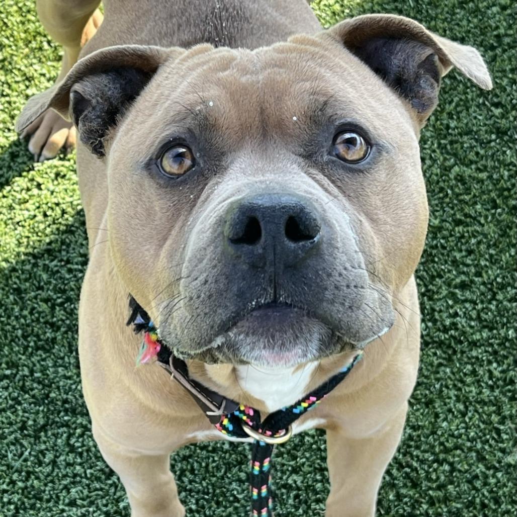 Kaine, Adoptable, Adult Male Cane Corso.