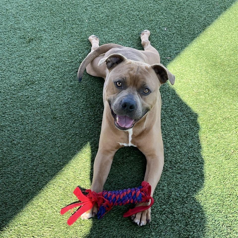 Kaine, a Adoptable Cane Corso in Chattanooga, TN image 2/6