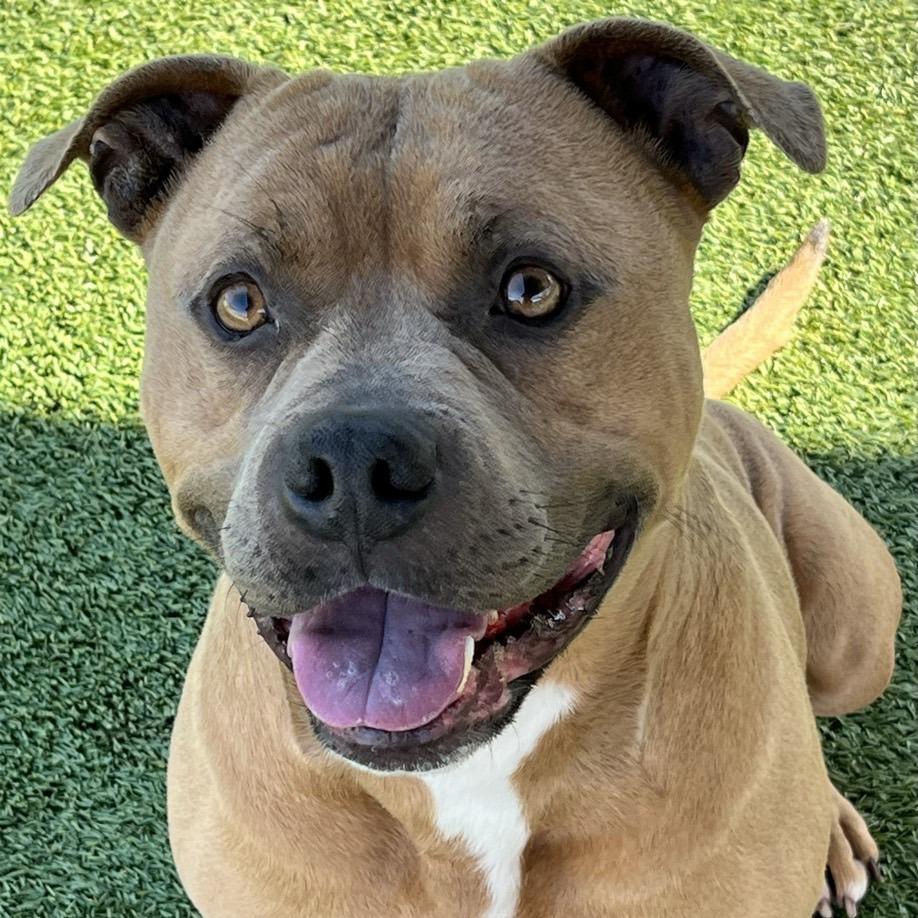 Kaine, a Adoptable Cane Corso in Chattanooga, TN image 3/6