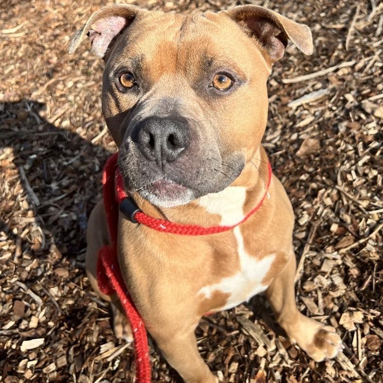 Kaine, a Adoptable Cane Corso in Chattanooga, TN image 4/6
