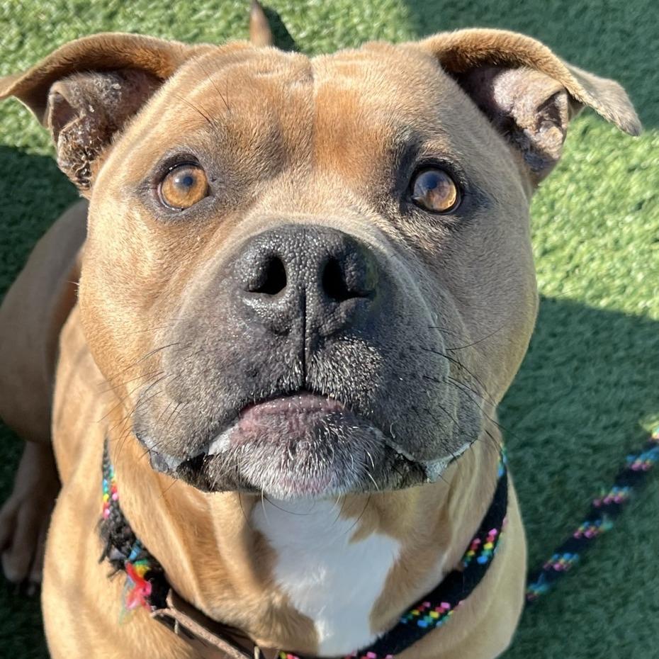 Kaine, a Adoptable Cane Corso in Chattanooga, TN image 5/6